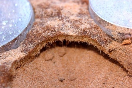 La parte microbiana del suelo afectada por el Calentamiento Global