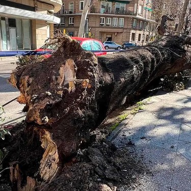 Arbol