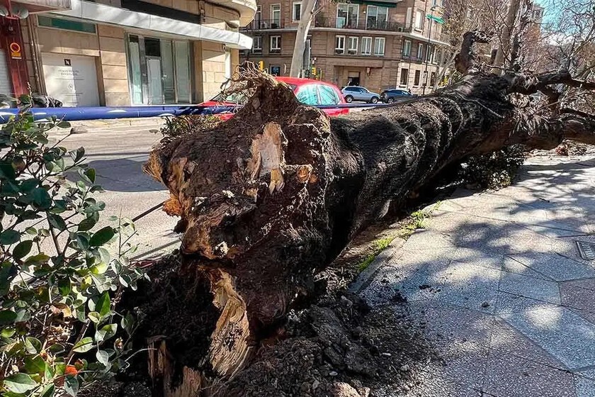 Arbol