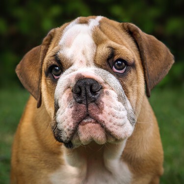 Noruega, Holanda y ahora Países Bajos: ¿por qué se está prohibiendo la cría del bulldog inglés? 