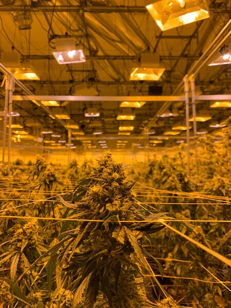 Plantas de Marihuana