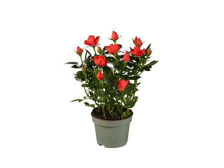 Gcp142e5965d45043c284e24d4a1fa417cf