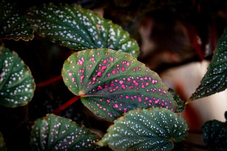 Pexels Jediphotography 36335837