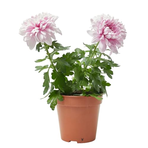 Verdecora Crisantemo Zembla maceta Ø12cm