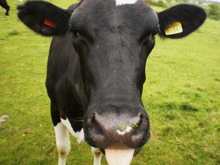 Así será la vaca transgénica del futuro: adaptada al cambio climático