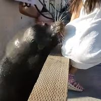 Que parezca simpático no quiere decir que lo sea: un león marino caza a una niña y la tira al agua 