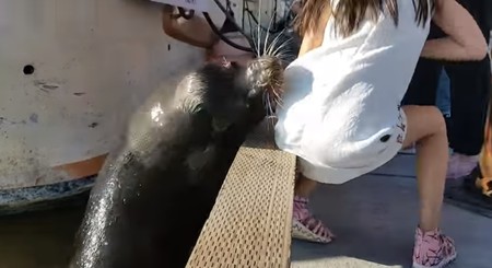 Que parezca simpático no quiere decir que lo sea: un león marino caza a una niña y la tira al agua