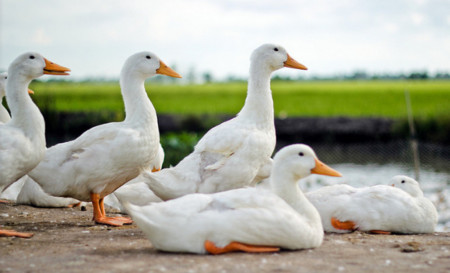 El surgir del anonimato: DuckDuckGo registra mil millones de búsquedas durante el 2013