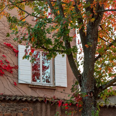 Cinco plantas que resisten el frío ideales para llenar de color el jardín o la terraza en otoño 