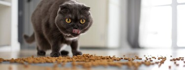 Los gatos vomitan de muchas formas. Esta es la que necesita que lo lleves al veterinario 