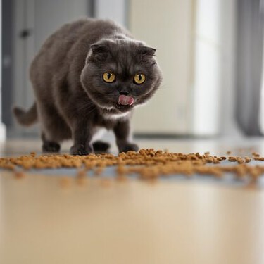 Los gatos vomitan de muchas formas. Esta es la que necesita que lo lleves al veterinario 