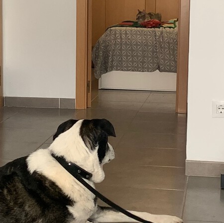 Presentar perros y gatos