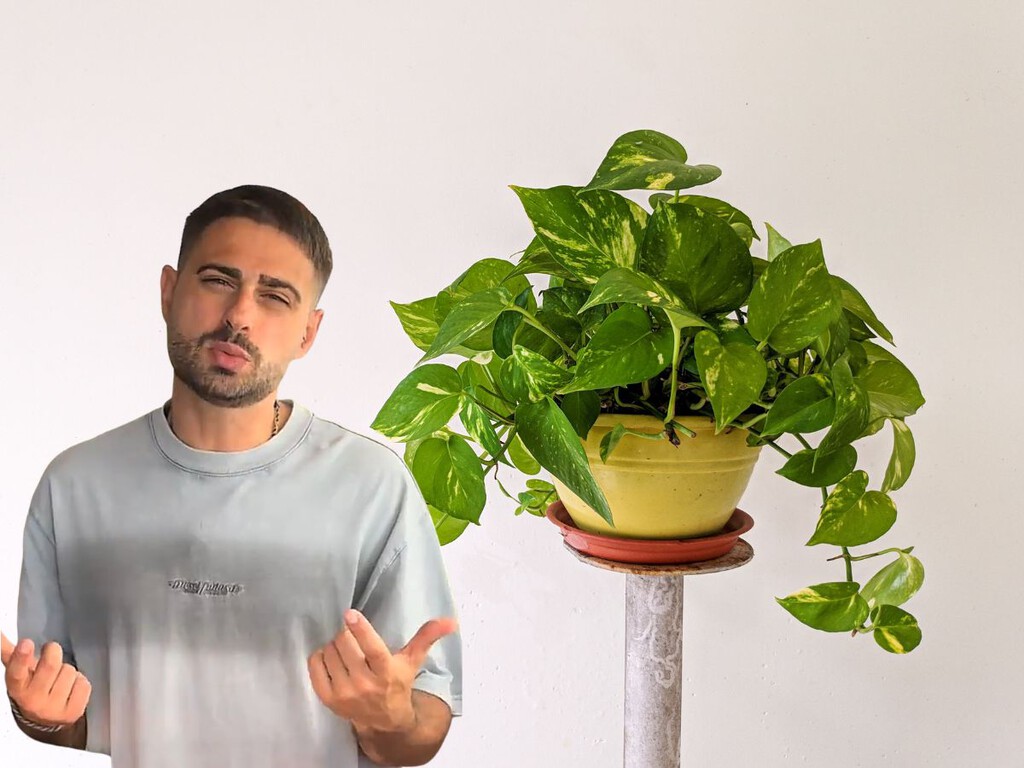 Un experto en plantas: “Tu poto no es una planta colgante. En la naturaleza crece trepando”