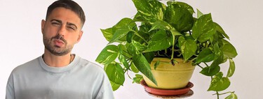 Un experto en plantas: “Tu poto no es una planta colgante. En la naturaleza crece trepando” 