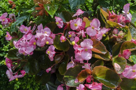 Begonias