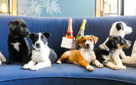 En este hotel de Denver van a reservar una suite para perros y... vino