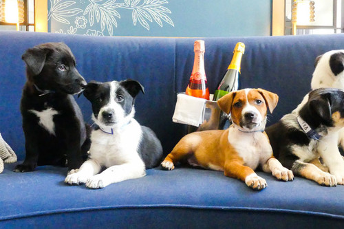 En este hotel de Denver van a reservar una suite para perros y... vino