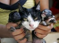 Una gata supuestamente da a luz unos perritos