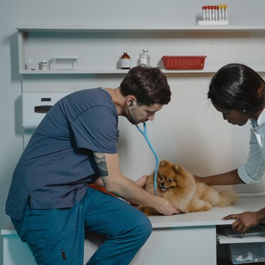 Para un perro o un gato la visita al veterinario es un drama. No la empeores pidiéndole estos imposibles