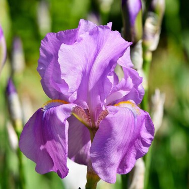 Preciosa y fácil de cuidar, la flor que Van Gogh convirtió en arte es perfecta para llenar de colores tu jardín