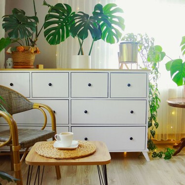 Ni monstera ni potos: esta planta de interior absorbe el calor de tu casa y refresca todo el ambiente en verano