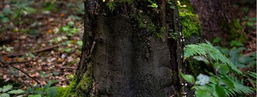 Cómo eliminar un molesto tronco del jardín sin dejar rastro: el método que utilizan los jardineros 