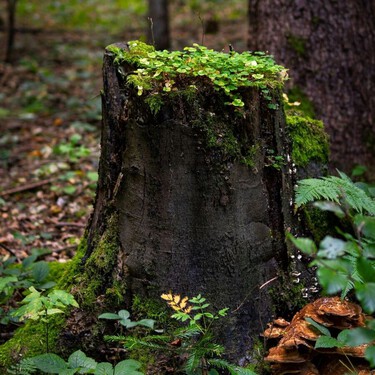Cómo eliminar un molesto tronco del jardín sin dejar rastro: el método que utilizan los jardineros 