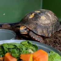 Este jabuti passou quase uma década preso sob o piso de uma casa e agora está voltando à natureza após reabilitação 