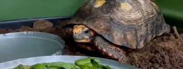 Este jabuti passou quase uma década preso sob o piso de uma casa e agora está voltando à natureza após reabilitação 