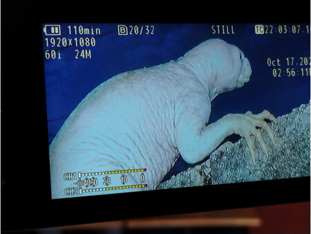 Captan Especie Mexico