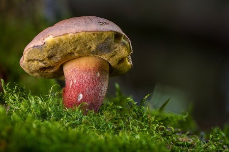 Siete recetas con setas de otoño para el Picoteo del finde