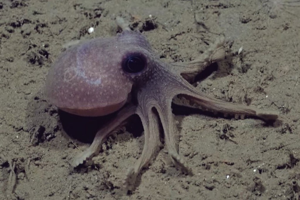 Algunos de los hallazgos de la expedición del CONICET bajo el mar: ¿ya hay especies nuevas? ¿cómo afecta el cambio climático al ecosistema marino? 