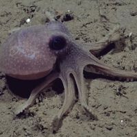 Algunos de los hallazgos de la expedición del CONICET bajo el mar: ¿ya hay especies nuevas? ¿cómo afecta el cambio climático al ecosistema marino? 