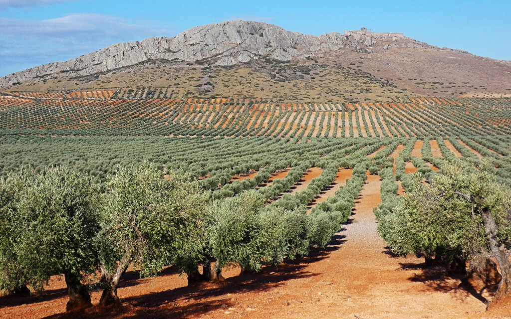 Cuando creíamos que la crisis del aceite de oliva ya era historia, aparece nuevos problemas : "Las reservas de están al límite"