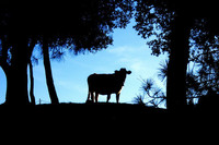 Nueva normativa para empresas en módulos en el 2.009