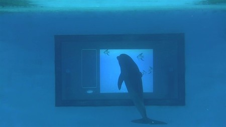 A los delfines les gustan las apps e interactúan con ellas