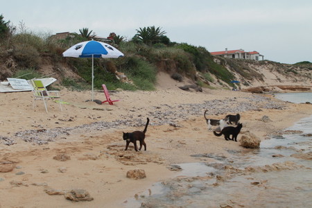 Su Pallosu Gatos 2