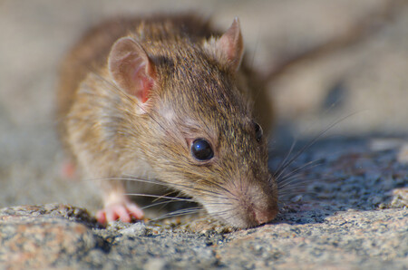 ratón