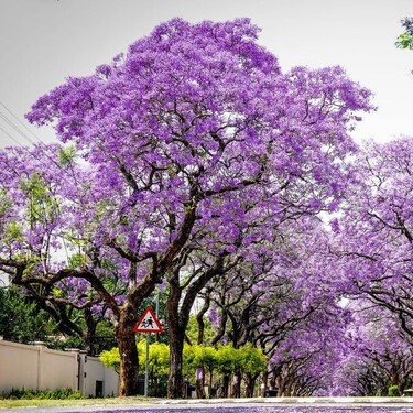 Cómo hacer que viva y florezca la jacaranda todo el año: incluso en espacios pequeños