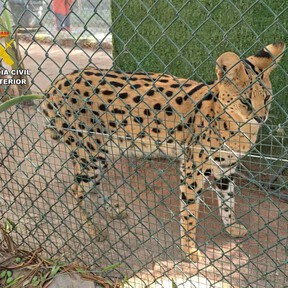 La Guardia Civil desmantela en Castellón un zoo clandestino de especies exóticas y en peligro de extinción