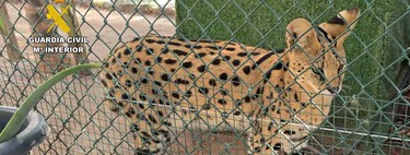 La Guardia Civil desmantela en Castellón un zoo clandestino de especies exóticas y en peligro de extinción