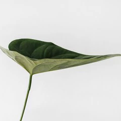 Foto 13 de 13 de la galería fondos-de-naturaleza en Xataka Android