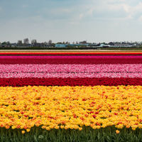 Bloemenroute, la ruta floral más impresionante de Holanda