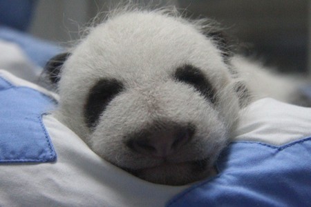 ¿Quieres ponerle nombre al oso panda que acaba de nacer en el Zoo de Madrid?