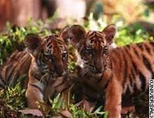 'Dos Hermanos', Jean Jacques Annaud cambia un oso por dos tigres