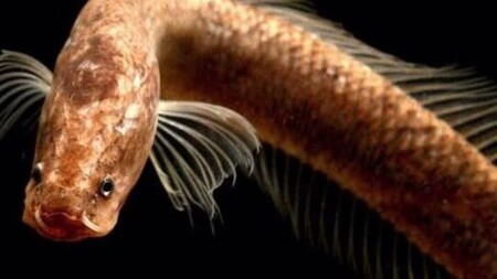 Aenigmachanna gollum, el pez óseo llamado así por Gollum, de 'El señor de los anillos'