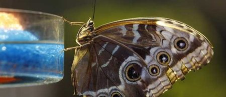 Mariposas tropicales expuestas en el Museo de Historia Natural de Nueva York