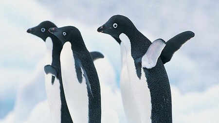 Pinguino Adeliae