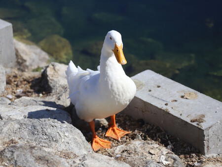 Pato Blanco