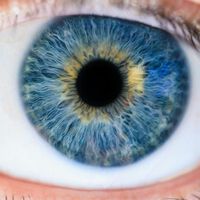 Os olhos azuis não possuem pigmento azul; então, por que os vemos dessa cor? 